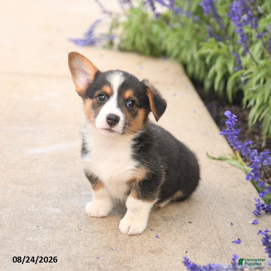 Welsh Corgi Pembroke dogs Luca - Ad 1