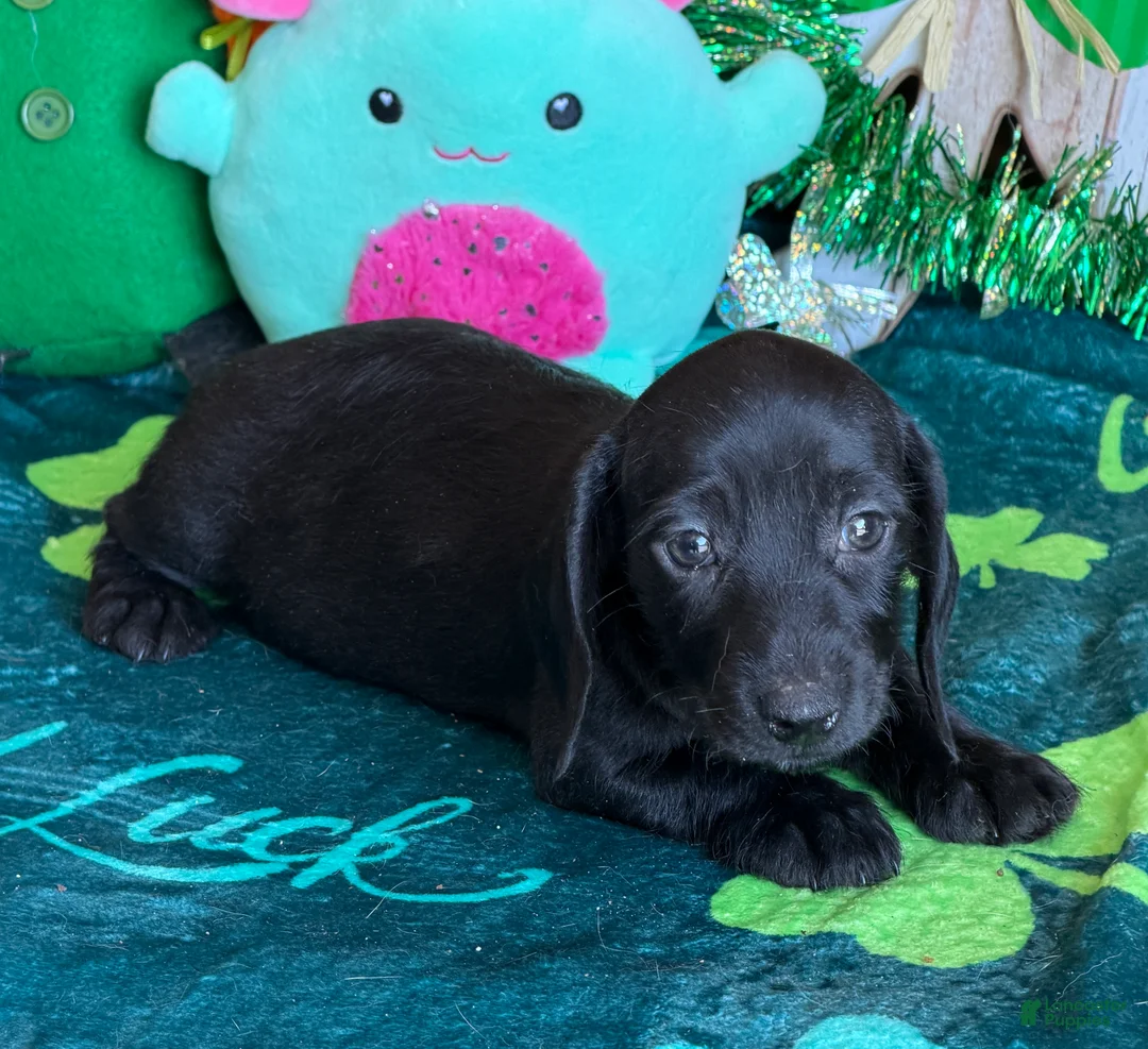Dachshund dogs for sale: Missy - Ad 1