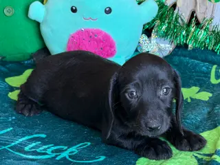 Dachshund dogs Missy - Ad 26