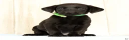 Labrador Retriever dogs for sale: Bailey - Ad 2