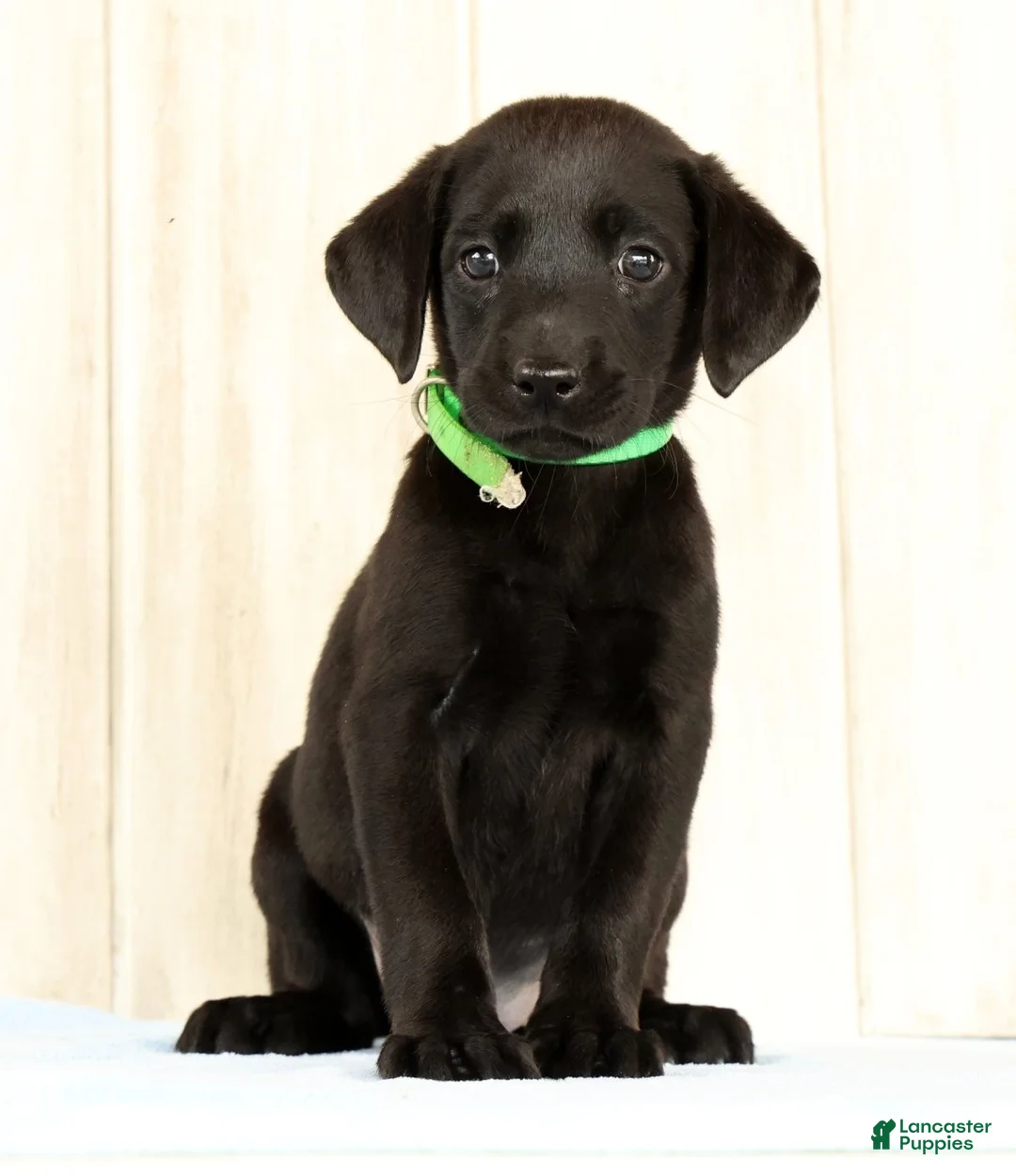 Labrador Retriever dogs for sale: Bailey - Ad 2