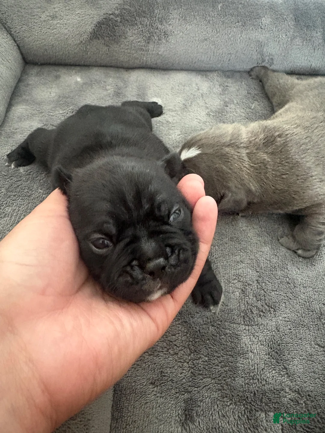 Mixed Breed dogs for sale: Mixed Breed 5 - Ad 1