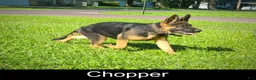 German Shepherd dogs for sale: Starla - Ad 5