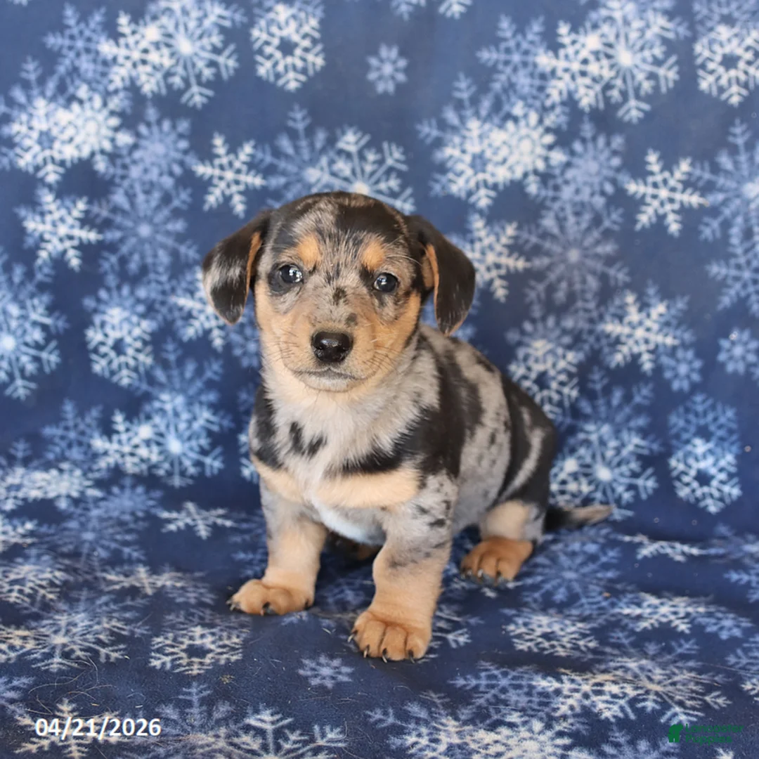 Welsh Corgi Pembroke dogs for sale: Stella - Ad 3