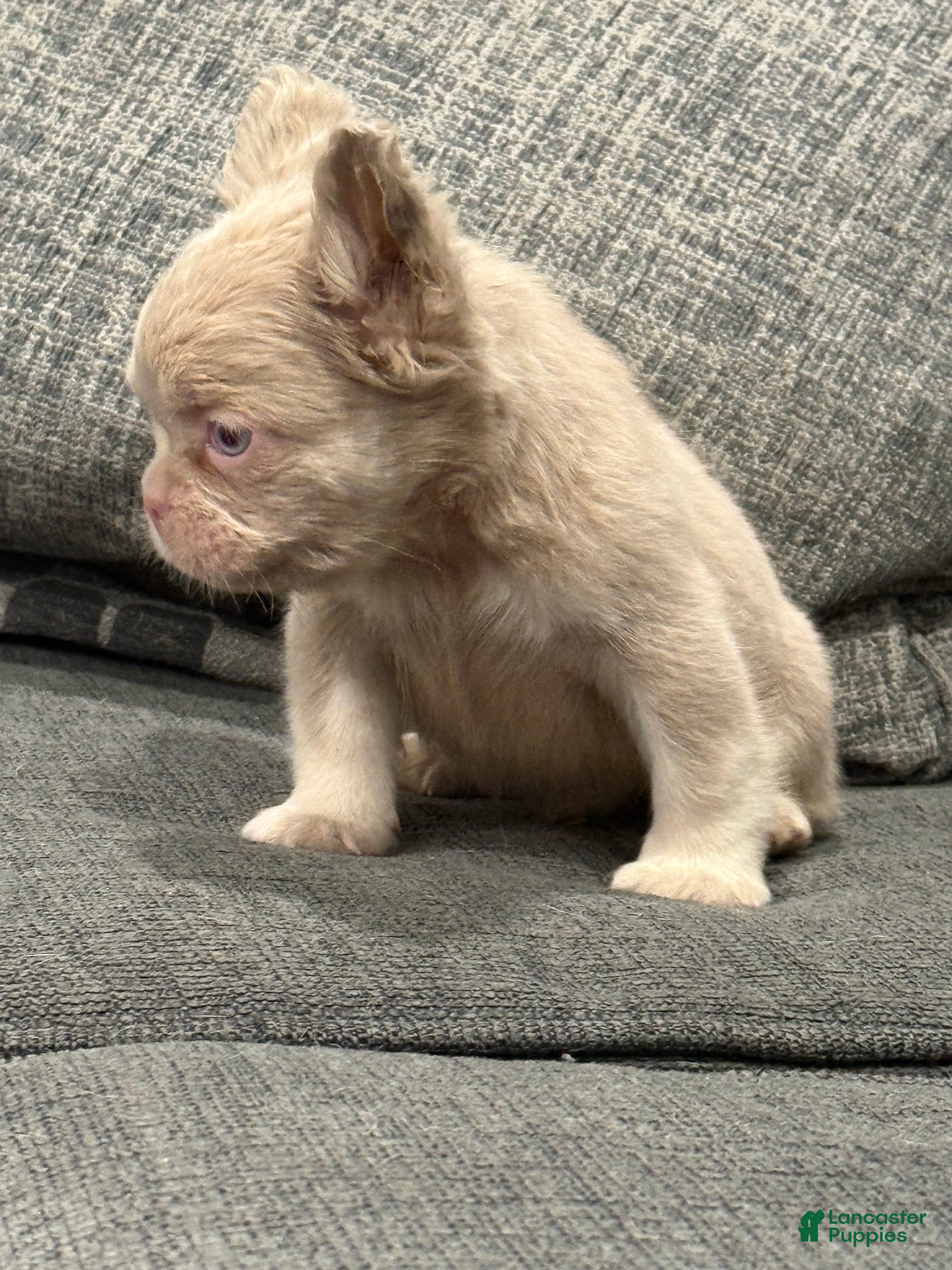 French Bulldog dogs Carlito  - Ad 2