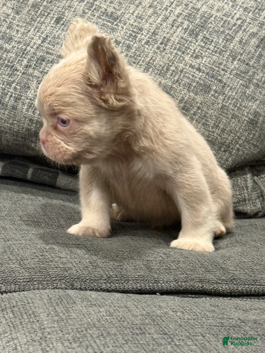 French Bulldog dogs for sale: Carlito  - Ad 2
