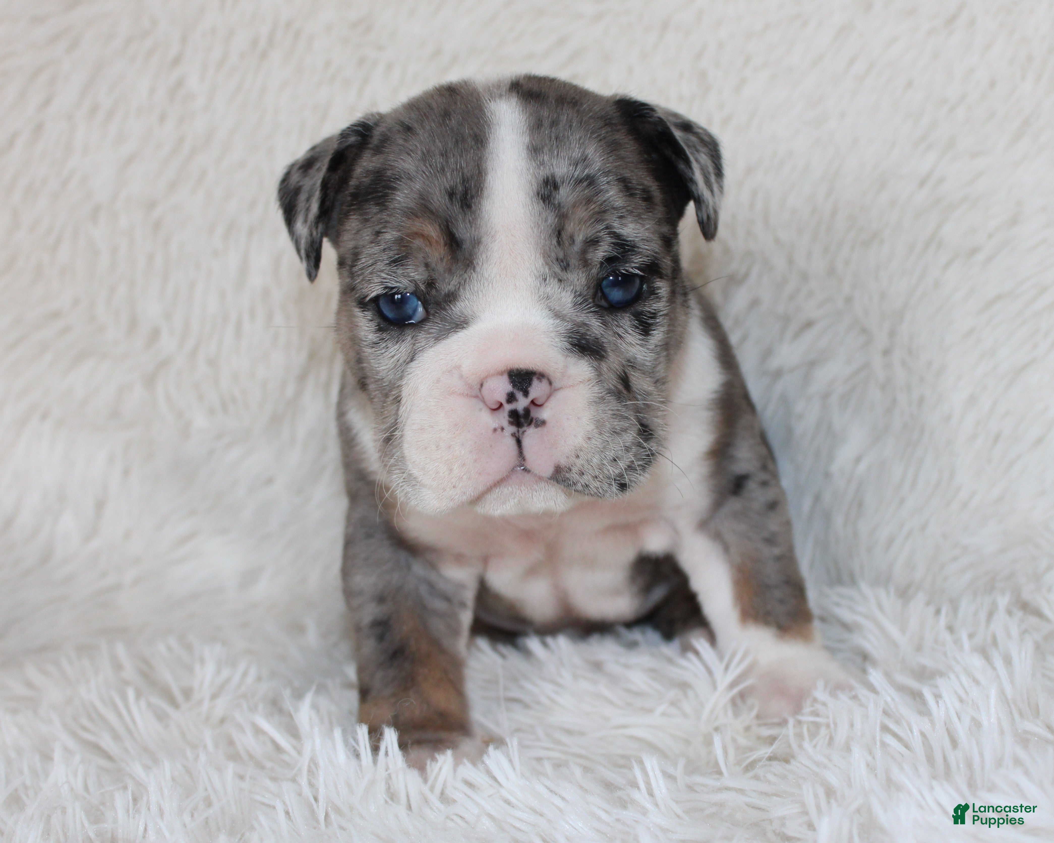 English Bulldog dogs Nikki - Ad 2