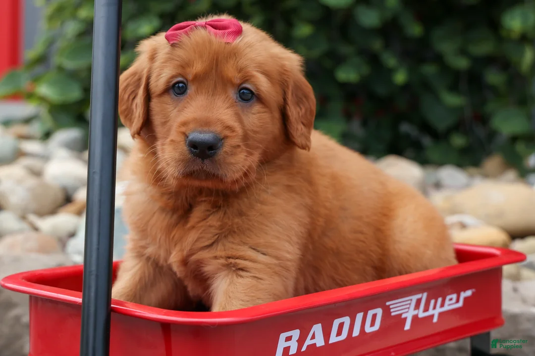 Golden Retriever dogs for sale: Quinny 🐾  - Ad 2