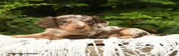 Miniature Dachshund dogs for sale: Irving - Ad 4