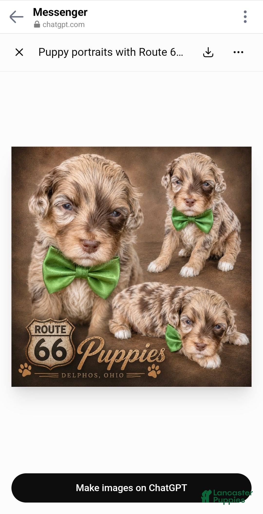 Bernedoodle dogs Bernedoodle 3 - Ad 1