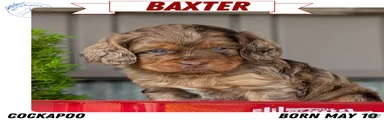 Baxter