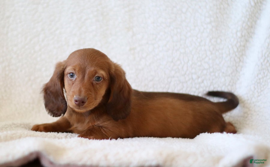 Miniature Dachshund dogs for sale: Walker - Ad 2