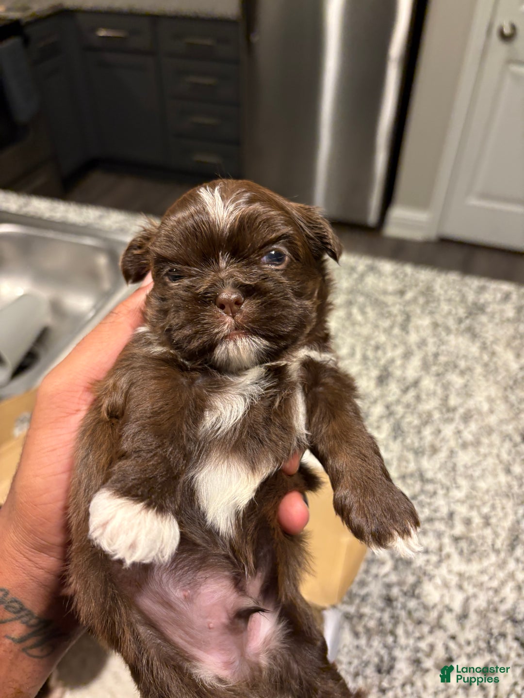 Shih Tzu dogs for sale: Choc - Ad 2