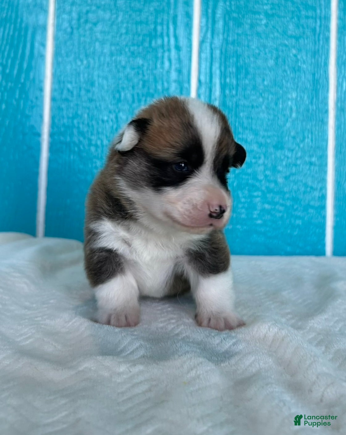 Welsh Corgi Pembroke dogs Johnny Welsh Corgi Pembroke Puppy  - Ad 2