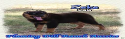 Miniature Australian Shepherd dogs for sale: Zeke - Ad 3