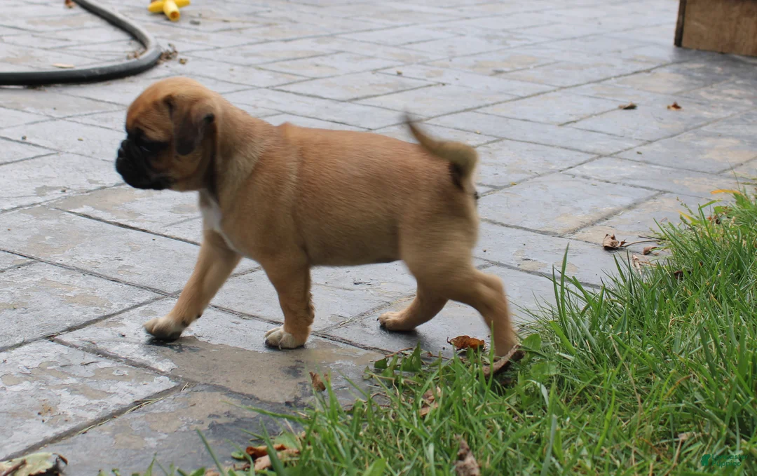 Jug dogs for sale: Sherena - Ad 1