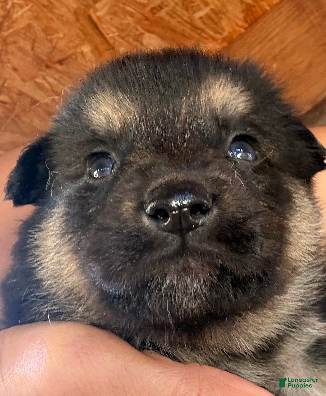 Gerberian Shepsky dogs for sale: Gerberian Shepsky Puppy 1 - Ad 26