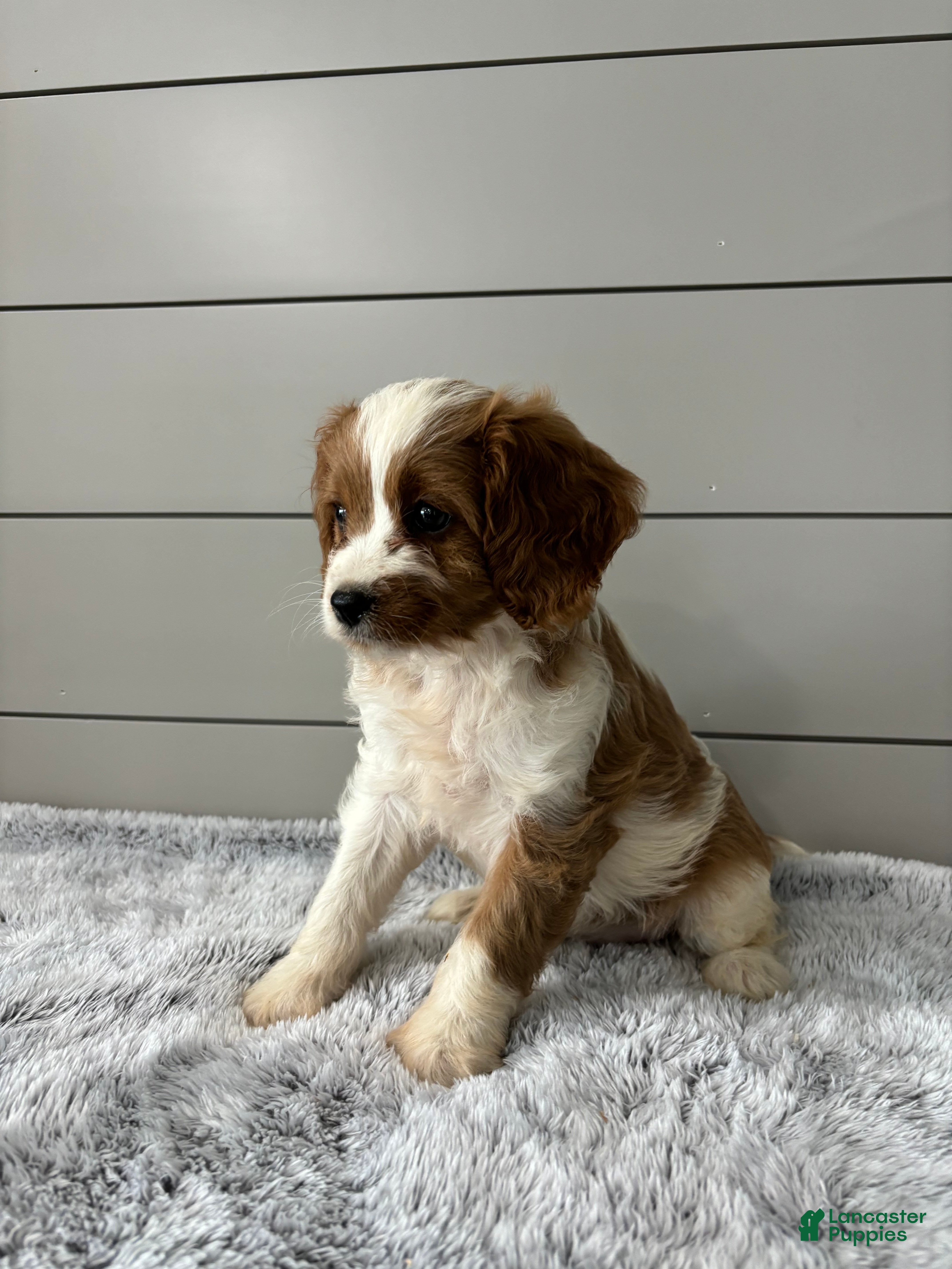 Cavapoo dogs Sky - Ad 2
