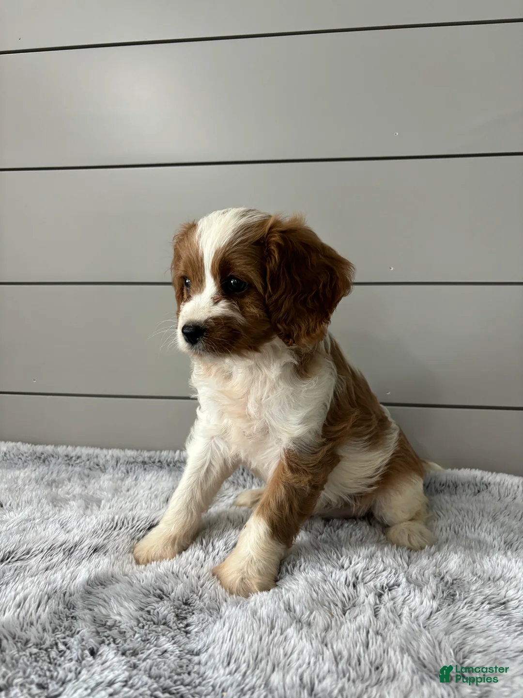 Cavapoo dogs for sale: Sky - Ad 2