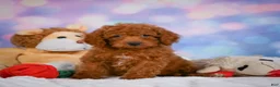 Cavapoo dogs for sale: Daisy - Ad 1