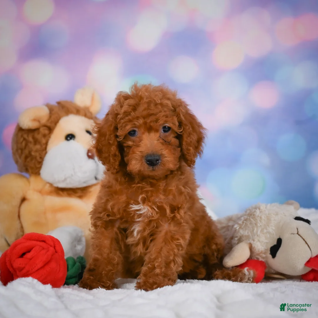 Cavapoo dogs for sale: Daisy - Ad 1