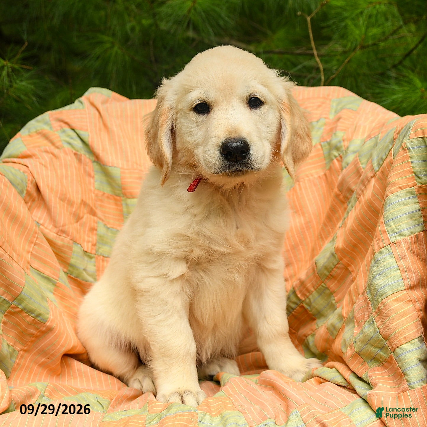 Golden Retriever dogs Mae  - Ad 1