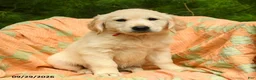 Golden Retriever dogs for sale: Mae  - Ad 1