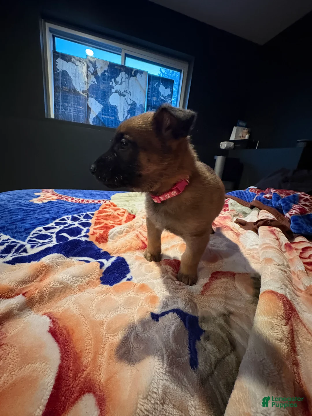 Mixed Breed dogs for sale: Valentine - Ad 2