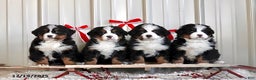 Bernese Mountain Dog dogs for sale: Rita - Ad 6