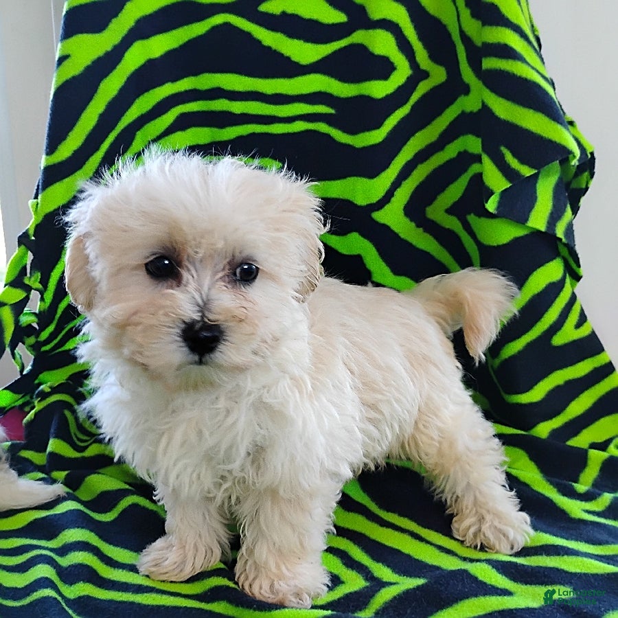 Maltipoo dogs Bessie - Ad 22