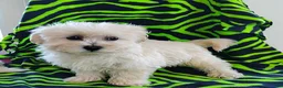 Maltipoo dogs for sale: Bessie - Ad 1