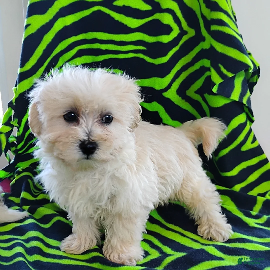 Maltipoo dogs for sale: Bessie - Ad 1