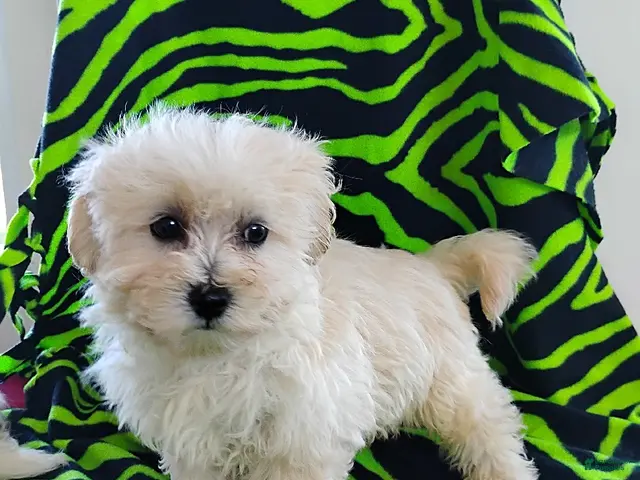 Maltipoo dogs for sale: Bessie - Ad 5