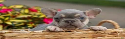 French Bulldog dogs for sale:  Regina🎀 - Ad 6