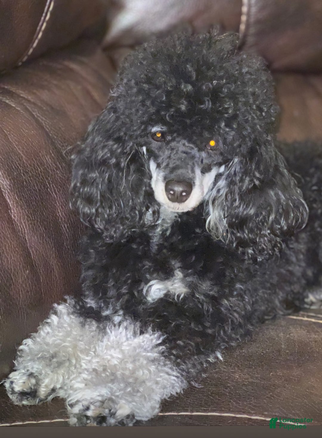 Toy Poodle dogs for sale: AKC Winter - Ad 3