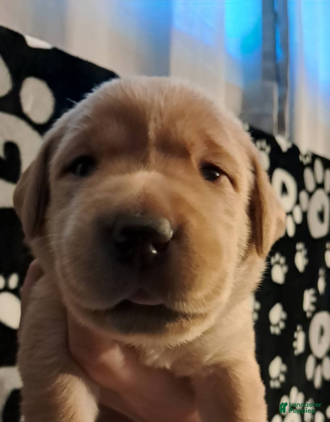 Labrador Retriever dogs for sale: Lime Green Collar  - Ad 40