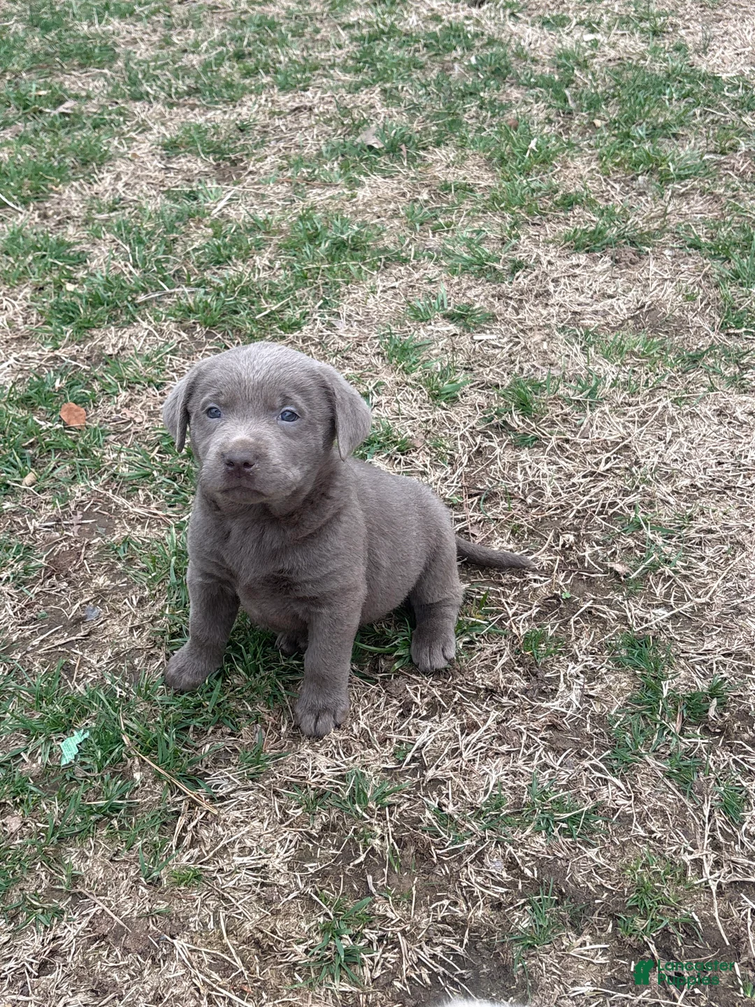 Labrador Retriever dogs for sale: Labrador Retriever Puppy 10 - Ad 2