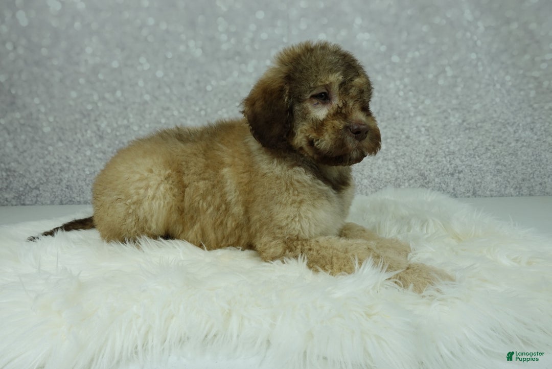 Newfypoo dogs for sale: Nero - Ad 5