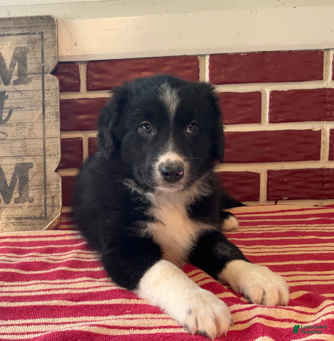 Mixed Breed dogs for sale: Festa - Ad 2