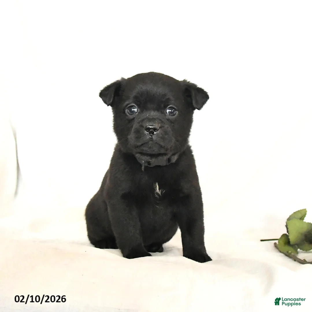 Mixed Breed dogs for sale: Thunder - Ad 1