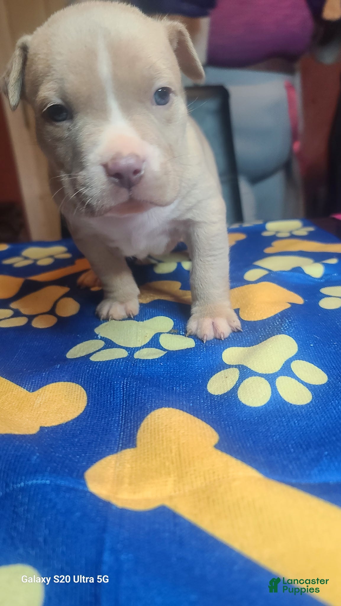 American Bully dogs for sale: American Bully 4 - Ad 3