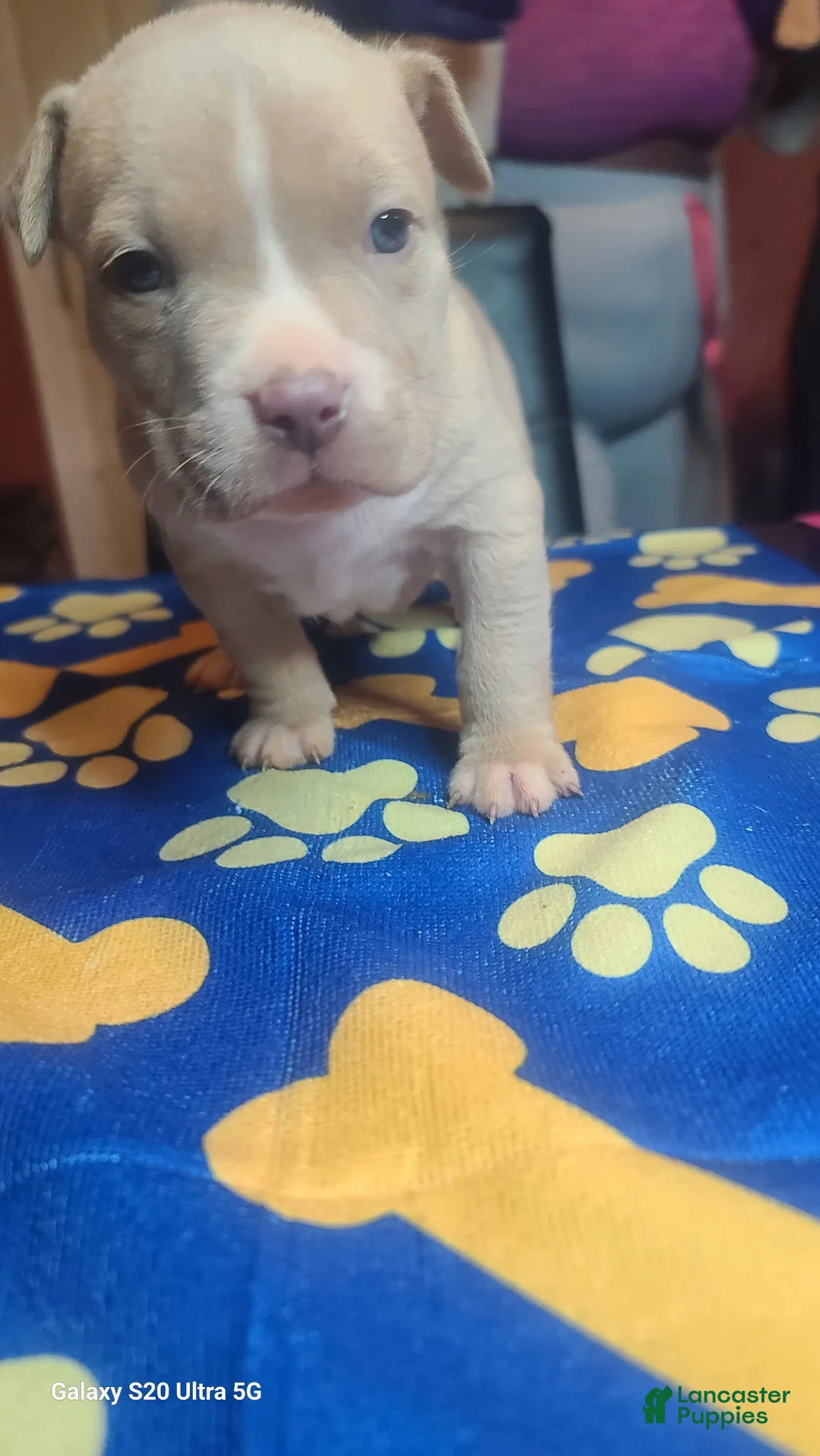 American Bully dogs for sale: American Bully 4 - Ad 1