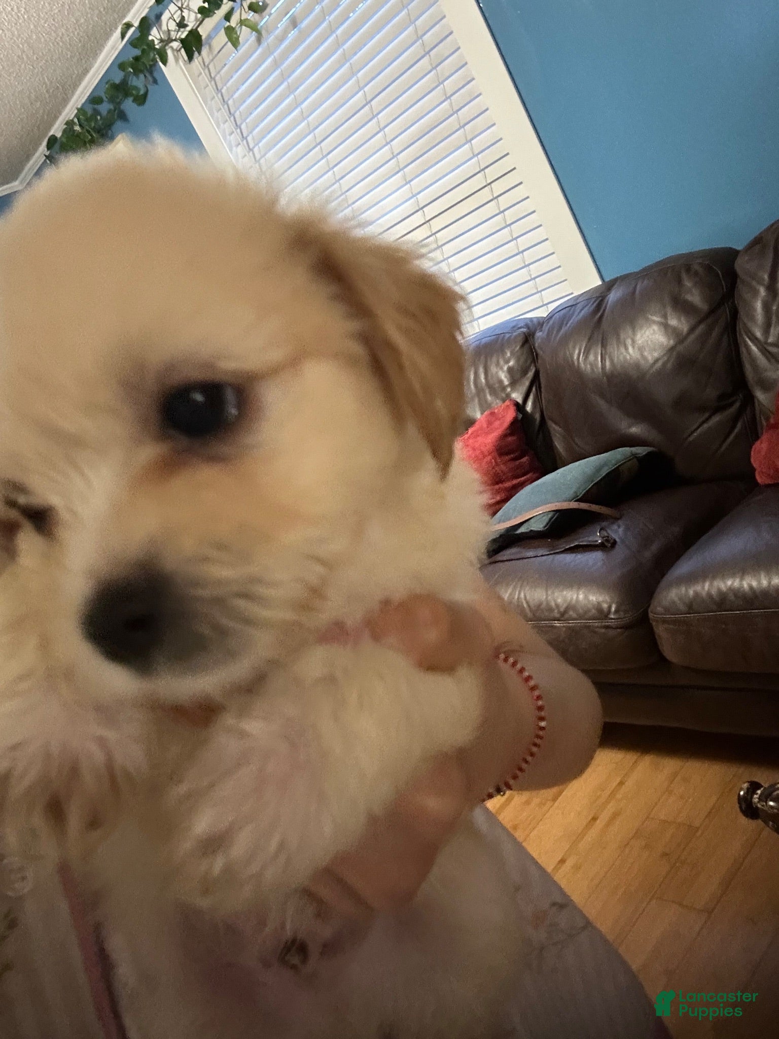Mixed Breed dogs Maltese 4 - Ad 9