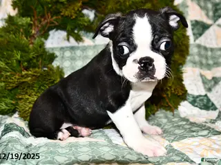 Boston Terrier dogs Jack - Ad 7