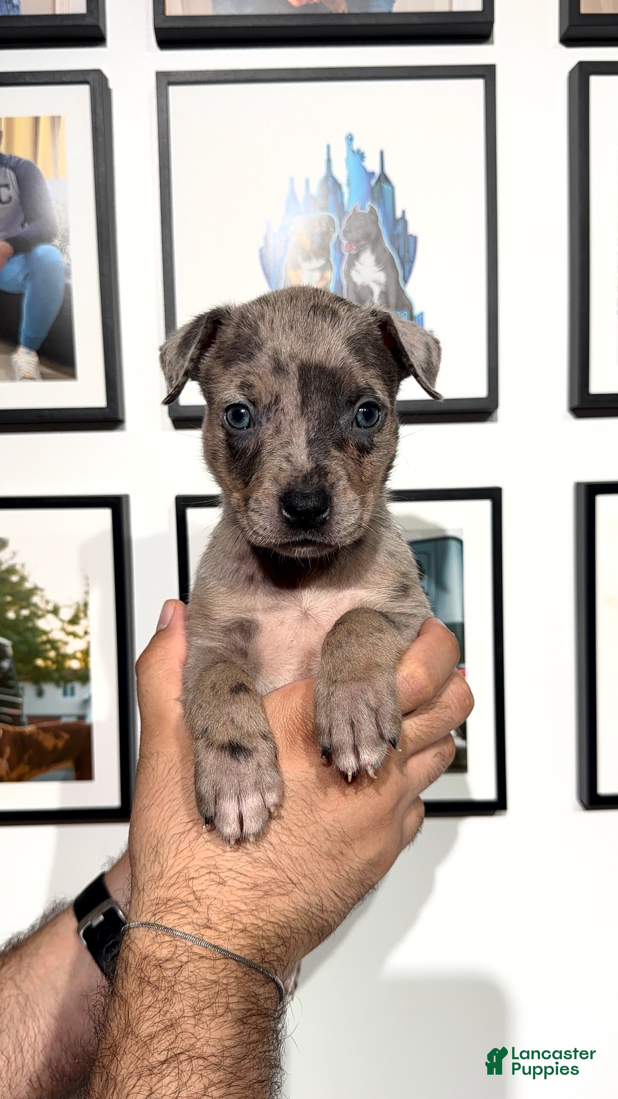 American Bully dogs American Bully 3 - Ad 2
