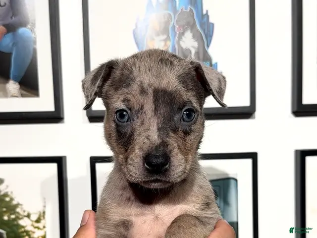 American Bully dogs for sale: American Bully 3 - Ad 2