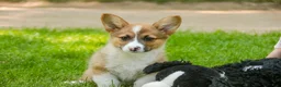 Welsh Corgi Pembroke dogs for sale: Georgia - Ad 3