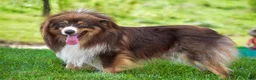 Miniature Australian Shepherd dogs for sale: Kylie - Ad 16