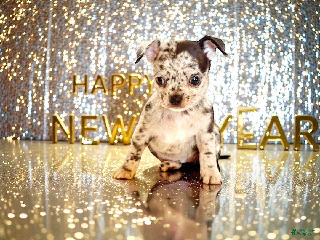 Chihuahua dogs for sale: Dawson - Ad 2