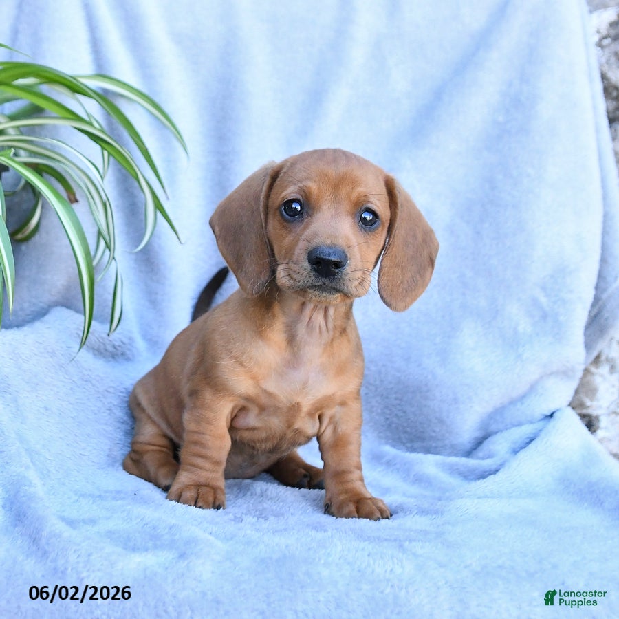 Miniature Dachshund dogs for sale: Buttercup - Ad 2